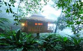 Stay in a Tree House